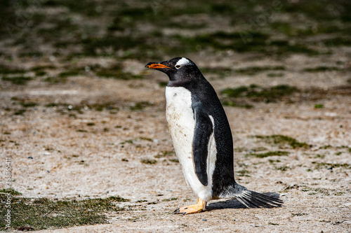 It's Close up of a gentoo penguin in Antarctica