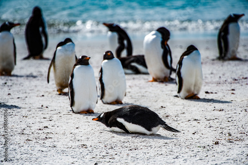 It's Little gentoo penguin on the shore of the ocean in Antarctica