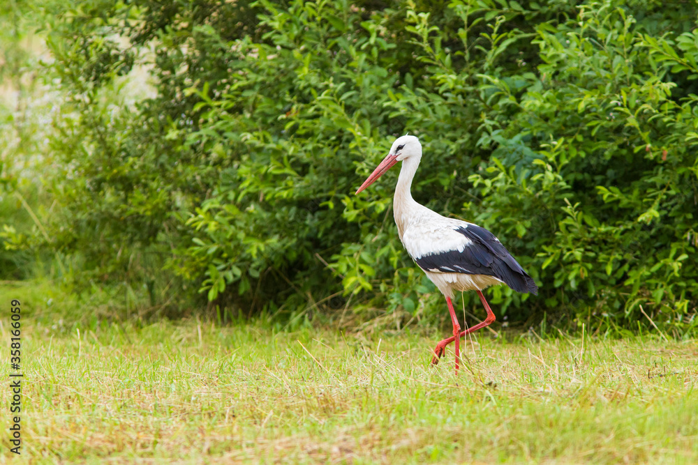 white stork in summer white stork in summer