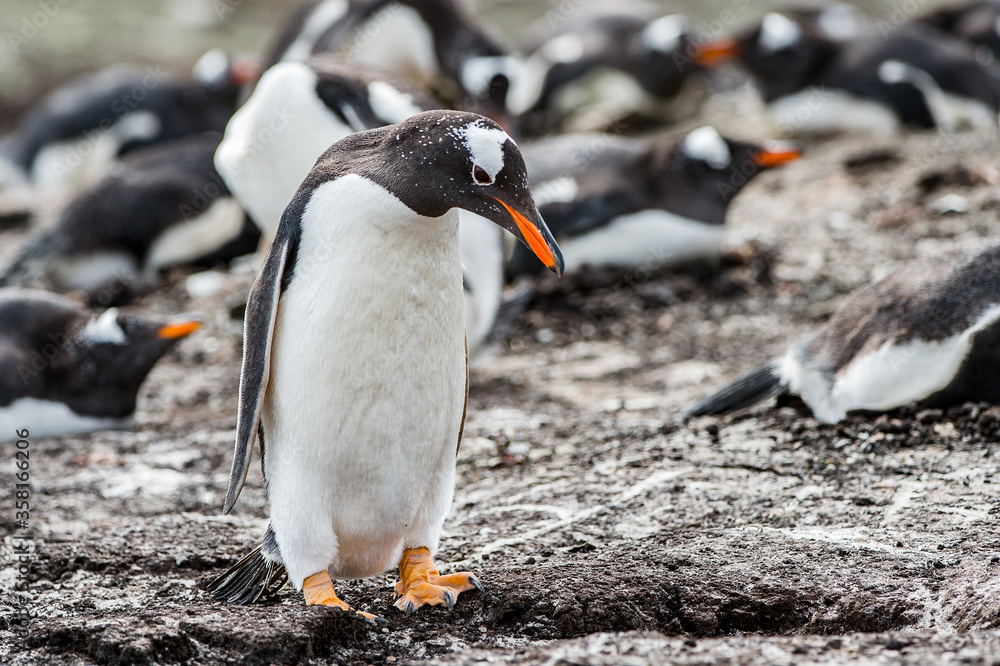 Fototapeta premium It's Close view of a gentoo penguin