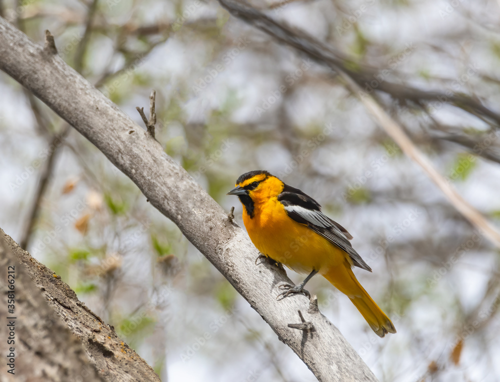 Bullocks Oriole