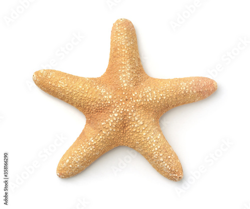 Top view of sea starfish