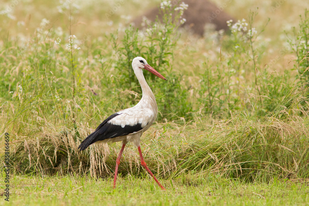 Obraz premium white stork in summer