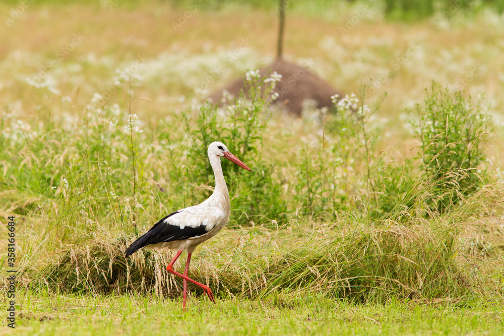 white stork in summer