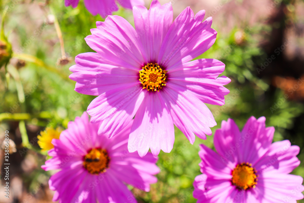Obraz premium summer landscape. pink daisy on a background of green grass