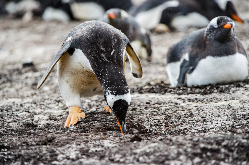 Naklejka premium It's Beautiful gentoo penguin in Antarctica