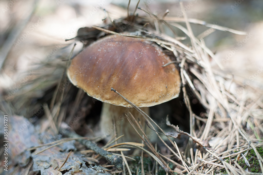 Boletus edulis (English cep, penny bun, porcino or porcini) is a