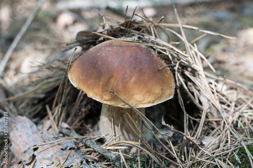 Boletus edulis (English: cep, penny bun, porcino or porcini) is a basidiomycete fungus, and the type species of the genus Boletus.
