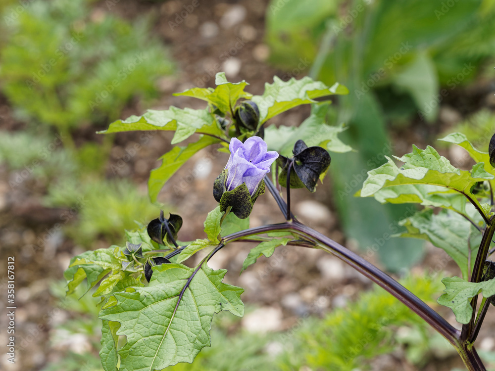 Nicandra physaloides | Fleur bleutée violacée en forme de coupe, feuillage lobé et gaufré, baie brun noir sur tige noir brillant du Nicandre bleu ou Nicandre faux-coqueret Nicandra physaloides | Fleur bleutée violacée en forme de coupe, feuillage lobé et gaufré, baie brun noir sur tige noir brillant du Nicandre bleu ou Nicandre faux-coqueret