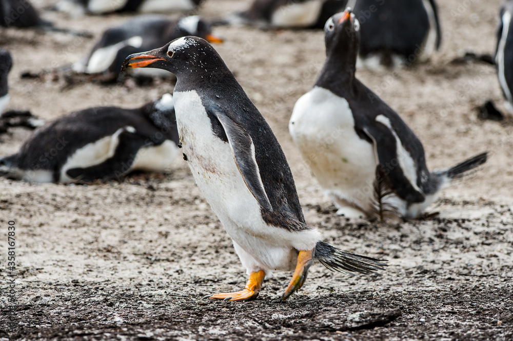 Naklejka premium It's Beautiful gentoo penguin in Antarctica