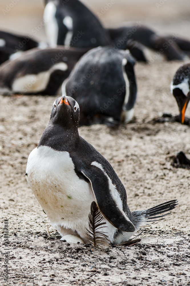 Naklejka premium It's Little gentoo penguin in Antarctica
