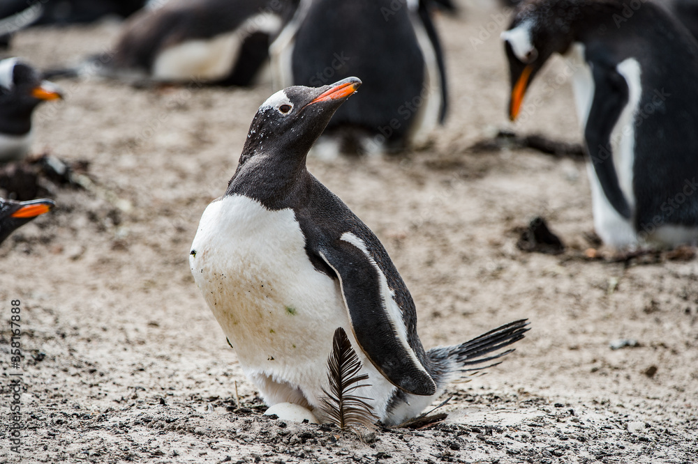 Fototapeta premium It's Little gentoo penguin in Antarctica