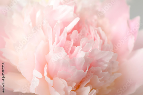Beautiful blooming pink peony as background  closeup