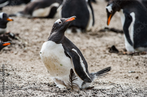 It's Little gentoo penguin in Antarctica