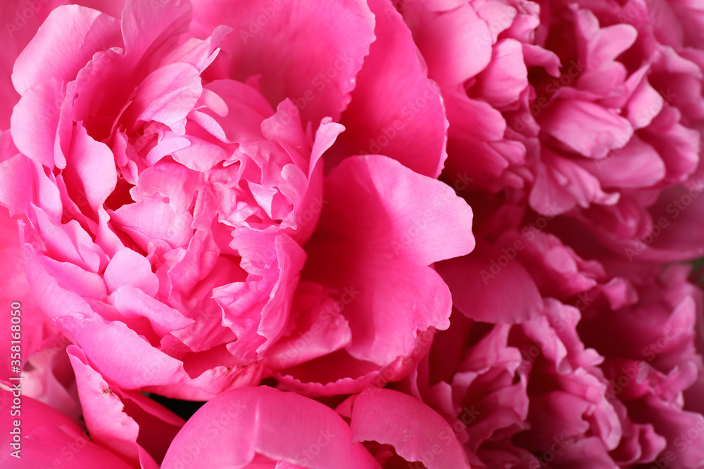 Beautiful pink peony bouquet as background, closeup