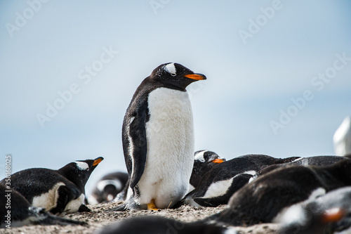 It s Little gentoo penguin in Antarctica