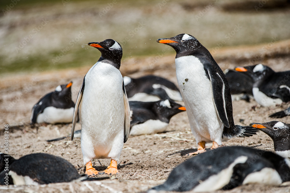 Obraz premium It's Beautiful penguin on the sand on the Falkland Islands