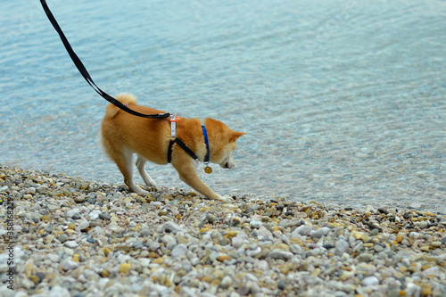 shiba inu dog by the sea