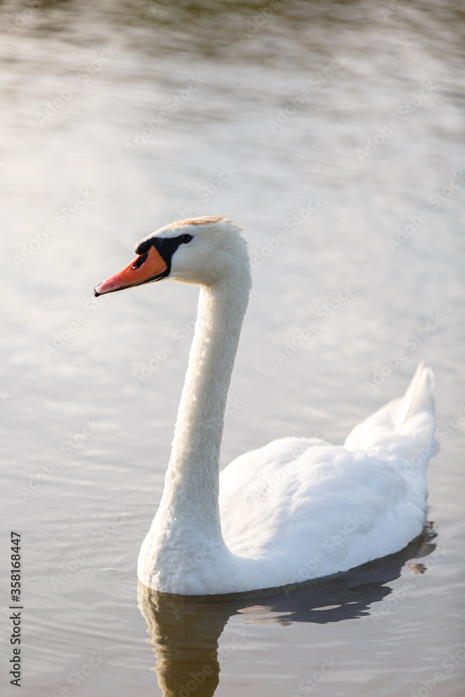 Fototapeta premium beautiful white swan swims in a pond
