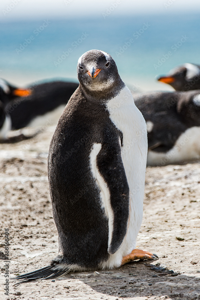 It's Little penguin on the sand