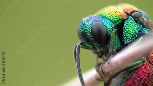 Goldwespe (Chrysididae) in der Eifel, Deutschland photo