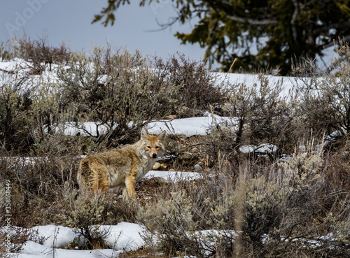 Coyote 1 photo