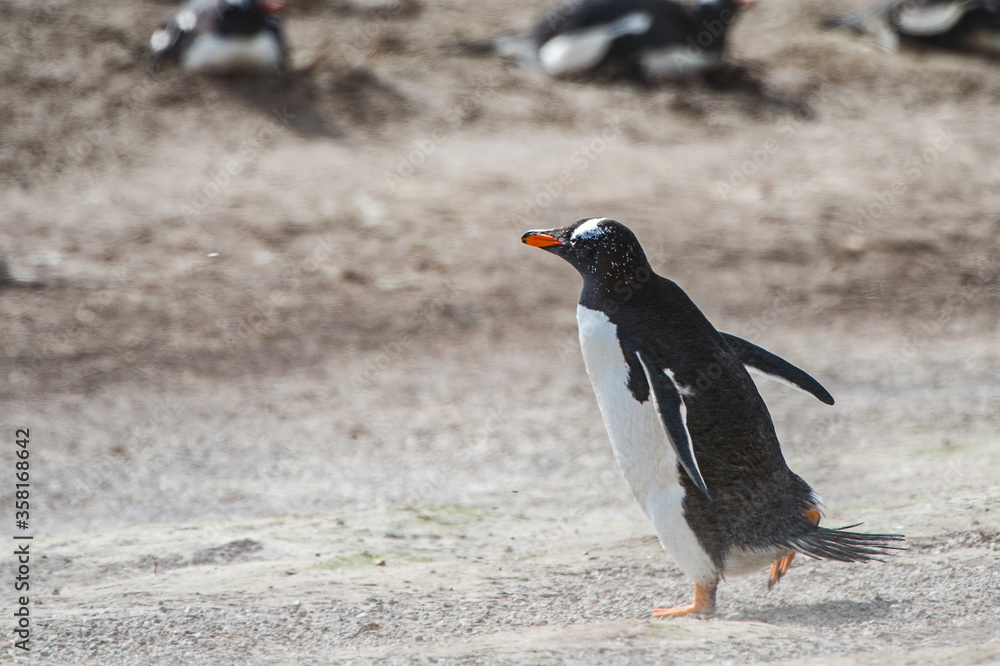 It's Little beautiful gentoo penguin in Antarctica It's Little beautiful gentoo penguin in Antarctica