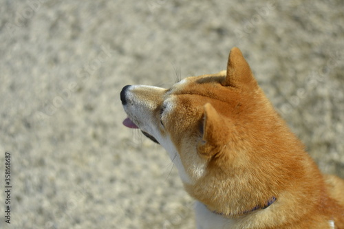 portrait of a shiba inu dog