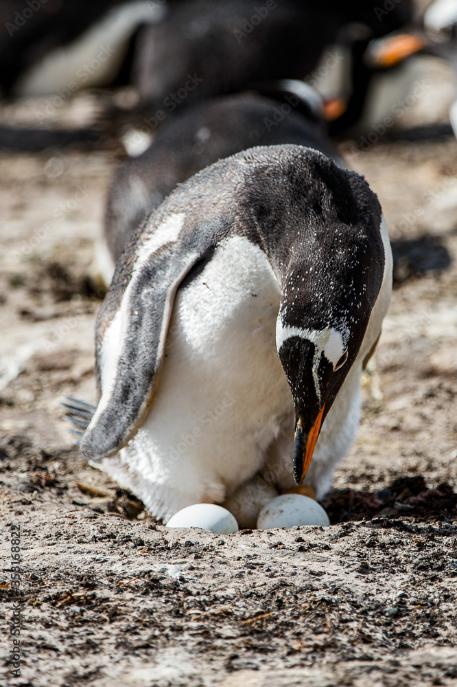 Fototapeta premium It's Little beautiful gentoo penguin in Antarctica