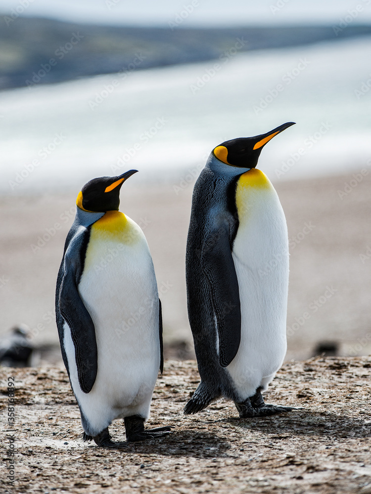 Fototapeta premium It's Couple of the King penguins in Antarctica