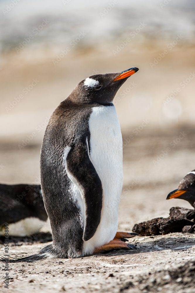 Naklejka premium It's Portrait of a little gentoo penguin in Antarctica