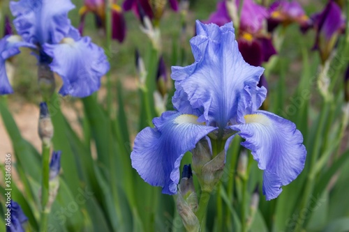 Blue iris and other irises