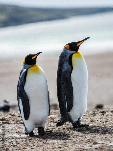 It s Couple of the King penguins in Antarctica