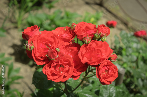 Red roses in the flowerbed near the house