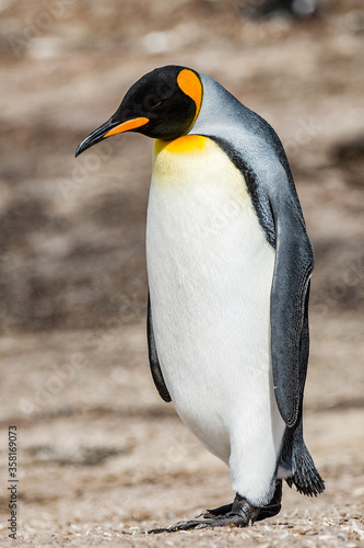 It's Portrait of a king penguin in Antarctica