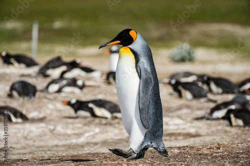 It s Portrait of a king penguin in Antarctica
