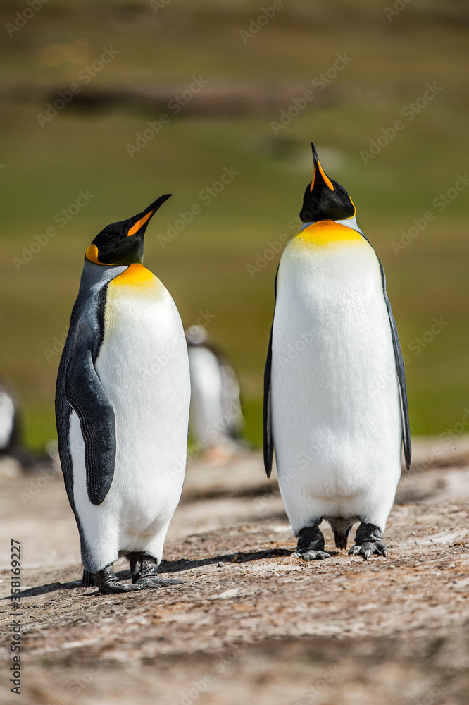 Fototapeta premium It's King penguins, Falkland Islands, Antarctica