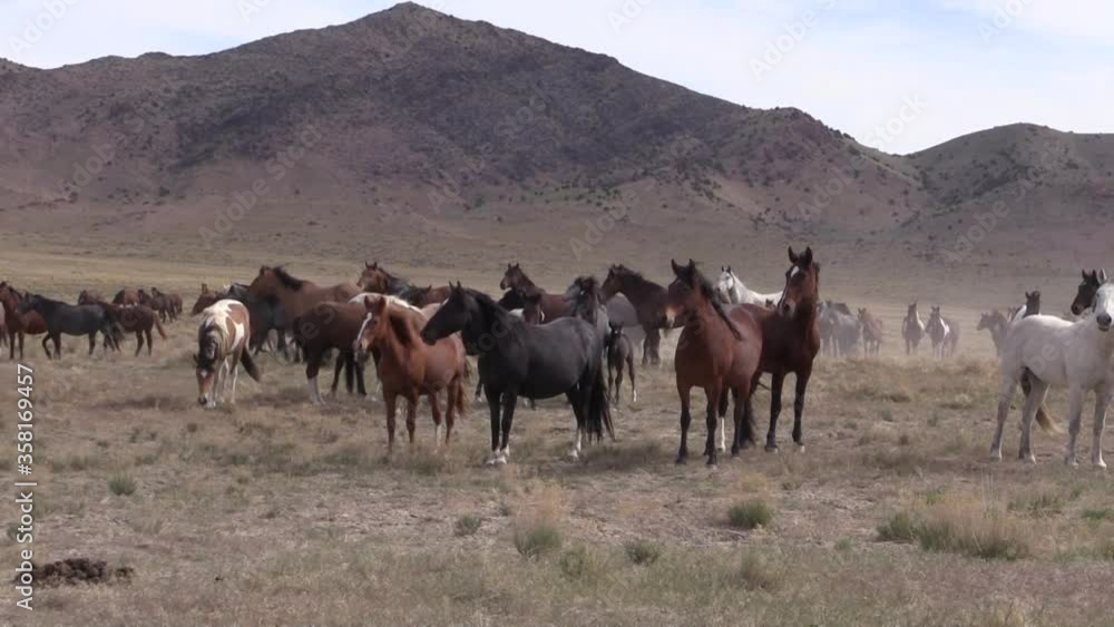 Wild Horses in the Utah Desert in Spring Wild Horses in the Utah Desert in Spring