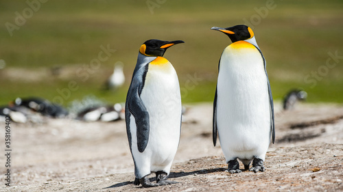 It s King penguins  Falkland Islands  Antarctica