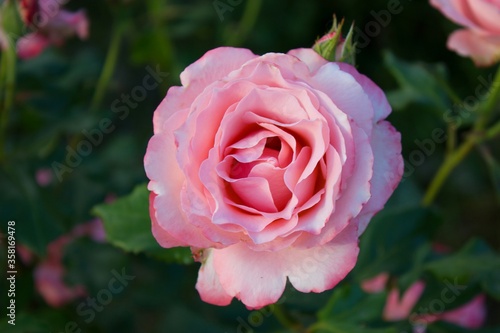 Wallpaper Mural Pink rose in garden. Top view Torontodigital.ca