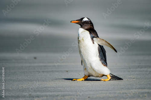 It s Gentoo penguin on the Falkland Islands