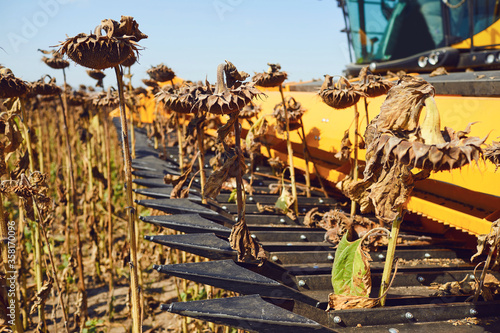 Harvester sunflower.Harvesting sunflower in a field by a combine harvester