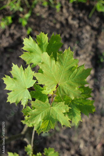 Branch with young green leaves of maple on a background of blurred soil. View from above