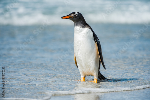 It's Cute little gentoo penguin neat the ocean water in Antarctica