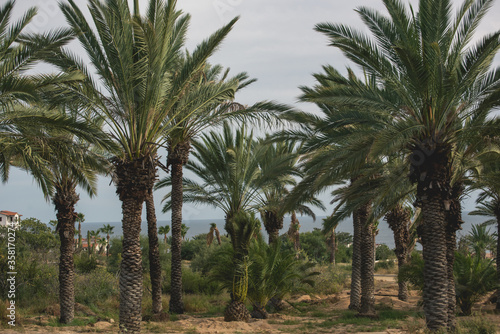 Awesome view of  San Jose Del Cabo  Saint Joseph of the Cape Mexican Town  vegetation 