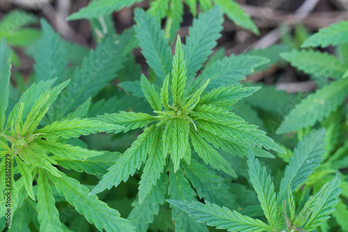 Focused top hemp leaves in the center against the background of blurry marijuana plants