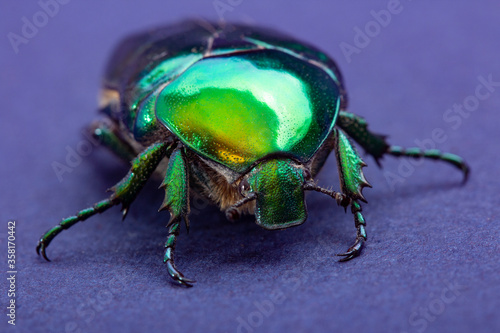 Macrophotography of beetle bronze, Сetonia aurata