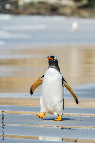 Obraz na płótnie It's Profile of a gentoo penguin in Antarctica w salonie
