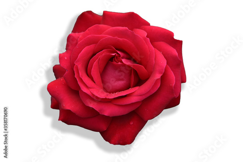 rosa rose petali profumo fondo bianco fiori 