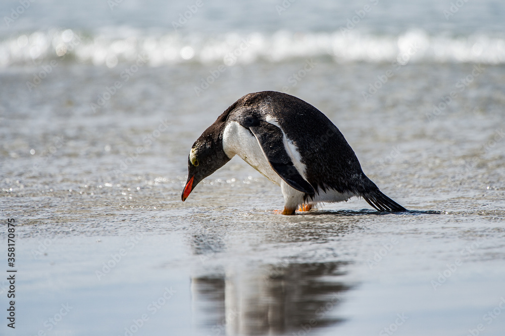 Fototapeta premium It's Cute gentoo penguin playing in the water